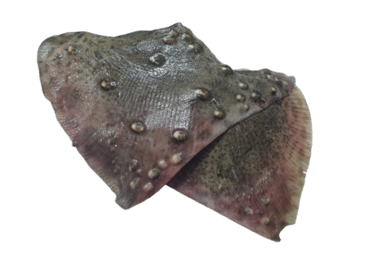 Прясна Риба, Черноморска риба, Риба, Свежа Риба, Охладена Риба, Замразена Риба, Буркани Риба